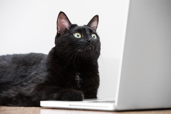 Home black cat looking at laptop screen and surfing on Internet