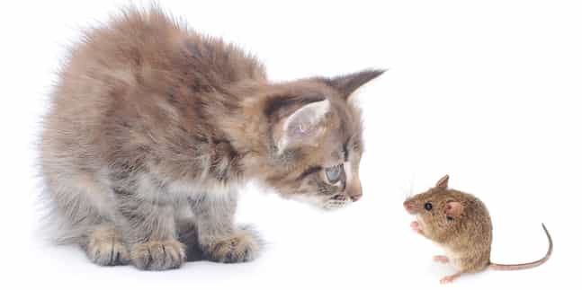 mouse-and-kitten-1